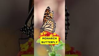 Top 5 most beautiful butterflies  #ytshorts #youtubeshorts #shortvideo #youtube