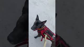 My dog and I going up in the sombrero at south of the border