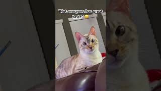 Words of wisdom from my cat! #cat #advice #shorts #shortvideo #subscribe #fyp #cute #cat #funny