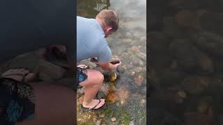 Releasing a pregant Mozambique tilapia 😍 #shorts #southafrica