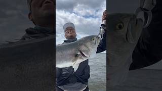 He Caught A Gator Bluefish! #bluefish #fishing #shorts