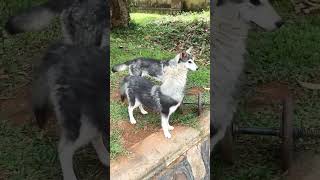 Cute huskies on the greens #huskies