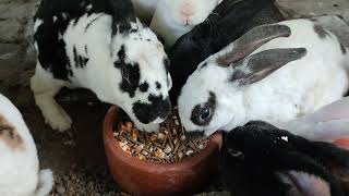 How rabbits are doing breakfast?? #kelinci #rabbits #kandangkelincimodern