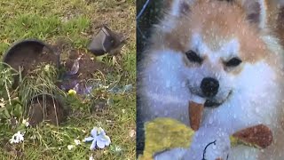 Memorial destroyed for small dog mauled to death by pit bulls