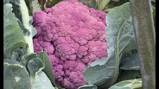 Hacks for growing Cauliflowers