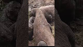 Komodo dragons are greedy for food