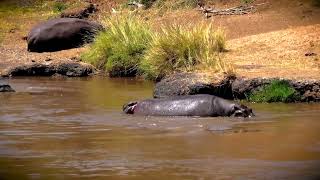 Hippo Gives Birth - Saves Newborn From Croc!