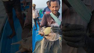 Pufferfish #fishing #seafood #fishdelivery #livefishes #pudimadakabeach