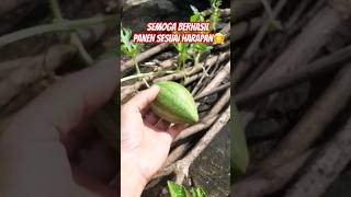 Update Tanaman Semangka Di Atap Rumah #shorts #youtubeshorts #semangka #tanaman #buahbuahan #panen