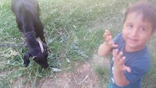 Village life. Goat feeding. KÖY HAYATI, ELİF VE DORUK KEÇİ BESLEDİLER... eğlenceli çocuk videosu