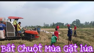 HQC VLog | Bắt chuột đồng mùa gặt lúa vui như lễ hội ở miền Tây