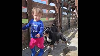 Bernese Mountain Dog Puppies at Goat Milk Stuff