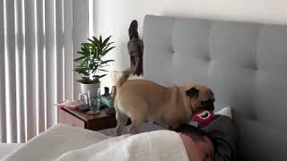 Dog wakes up human. | LadDog