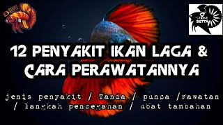 12 Penyakit Ikan Laga dan Cara Perawatannya | BETTA INFO