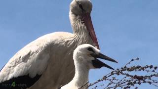 Storch sorgt für Babys- White Storks