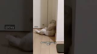 Bitmez dediğim o gece de ben; #shorts #viral #tiktok #cute #cat #cats #funny #komik #tiktokviral