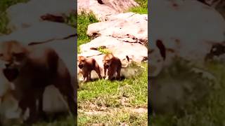 Lions fight #shorts #trending #viral #animals