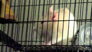 My rats in the cage