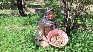 دوستای عزیز جایشوم خالی رافتیم یک جای نوربند توت خوردو تشکر از حمایت شما لایک سابسکرایب یاد شیم نره🥰