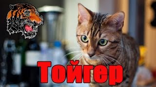 Тойгер - это одна из самых экзотических и дорогостоящих пород кошек в мире.Маленький тигр.