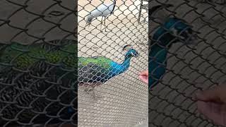 Birds at Lahore Zoo #shorts #trending #zoo #birds #lahorezoo #parks