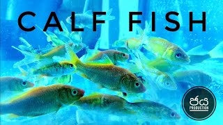 Calf Fish (Pet Fish)