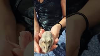 Nosso  Pet, hamster, muito bonitinha!