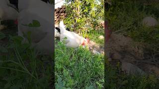 White Hen video in HD Rooster #rooster #viral #animals #hen