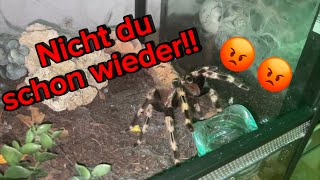 ALLE meine Tiere! Wer hat Hunger?? (Eintrag 5#)