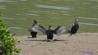 bird.240502001p09wl-phalacrocorax carbo 普通鸕鷀 (great cormorant)-A001C01