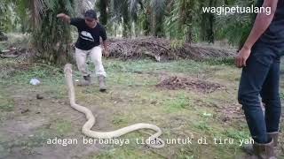 ngabuburit dengan king cobra golden asli Kalimantan #ular #wagipetualang #mandapetualang