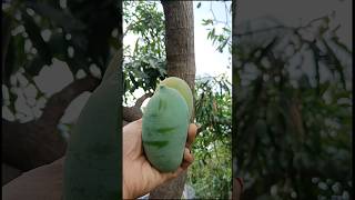 farming what mangos short video 🥭🍊🍋🍓🍑 #shots #fruit #mango #youtube #harvesting #nature # New