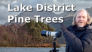 Winter Pine Tree LANDSCAPE PHOTOGRAPHY | Canon EOS 5D Mark II