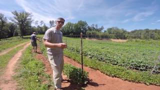 Livestock Panel Connectors from One Man Fencing staking up Green Beans