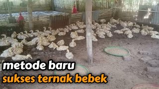 metode sukses ternak bebek