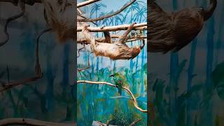 Sloth wild animals