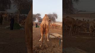 Most beautyful  and Heavy camel