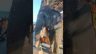 Thiruchendur Murugan Temple Elephant 😍 #elephant #shorts