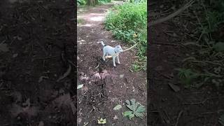 Small dog with BIG stick