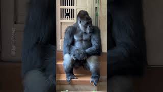 You are my sunshine 💕 #shorts #viral #animals #gorillatag #gorilla