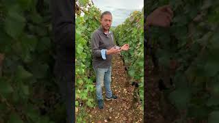 In the vineyards with Loïc Dugat-Py and William Kelley