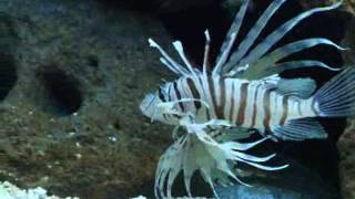 White Lionfish