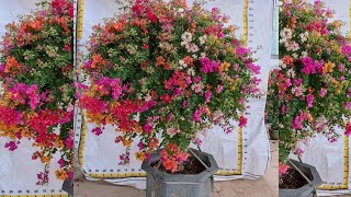 جيرانى سألونى إزاى شجرة الجهنمية _ Bougainvillea عندى مزهر ؟ فقررت اقولكم السر