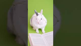 Intelligent Rabbit: A Studious Bunny Reads with Style