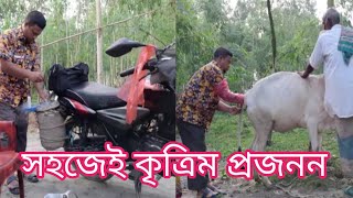 কিভাবে সহজে গাভীর কৃত্রিম প্রজনন করানো হয়,how to artificial insemination #cow,#cattle,#CawDactor