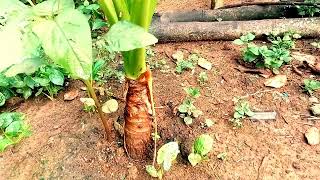 Garden of love!সখের বাগান! আমার বাগানে কি কি ফল আর সবজির চাষ করা হচ্ছে! @digitalbangladesh9170