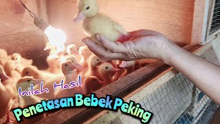 Persentase Keberhasilan Penetasan Bebek Peking Melalui Mesin Tetas. #BebekPekingSuper