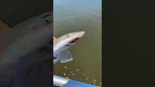 WHAT KIND OF SHARK IS THIS? #fishing #fish #shark #fyp #saltwrld999  #atlanticcity