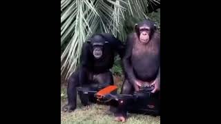 Monkeys flying a drone