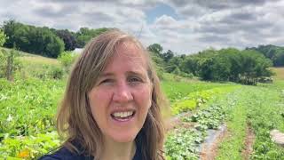 What does baby okra plant look like in the field?